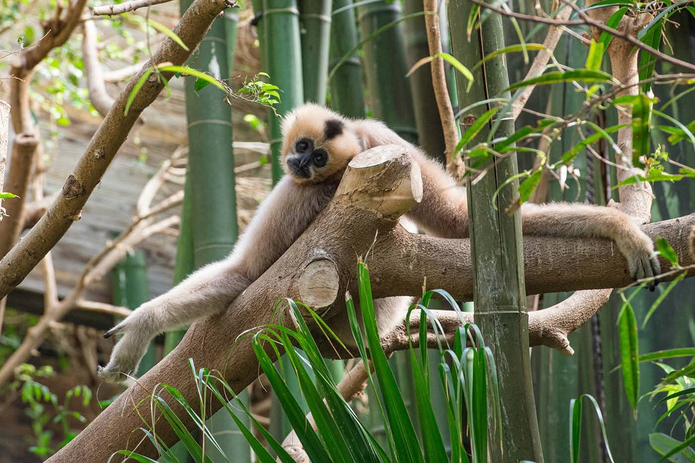 Bronx Zoo: Entry Ticket | TVG Travel Deals